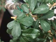 金雀下山桩叶子是怎么回事 图片