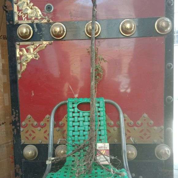 今天刚挖的金雀下山桩 已经发芽 图片