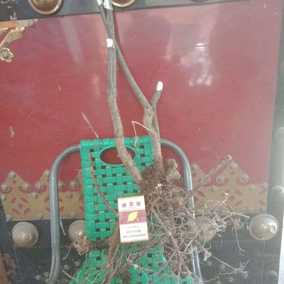 今天刚挖的金雀下山桩 已经发芽 图片