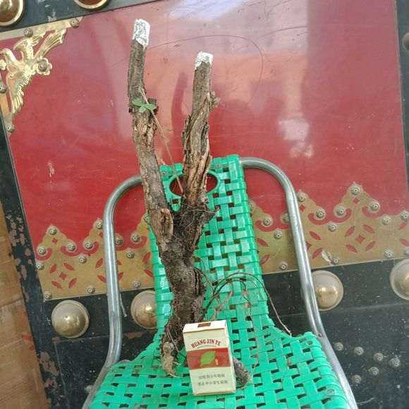 今天刚挖的金雀下山桩 已经发芽 图片