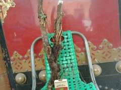 今天刚挖的金雀下山桩 已经发芽 图片