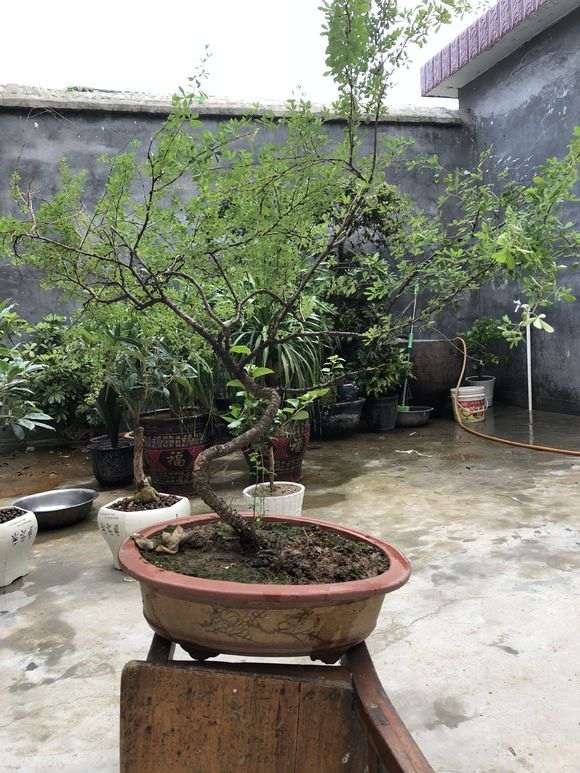 金雀下山桩疯长 什么时候修剪 最好