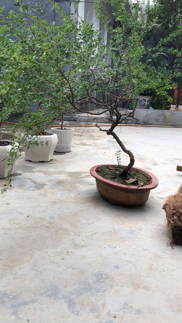 金雀下山桩疯长 什么时候修剪 最好