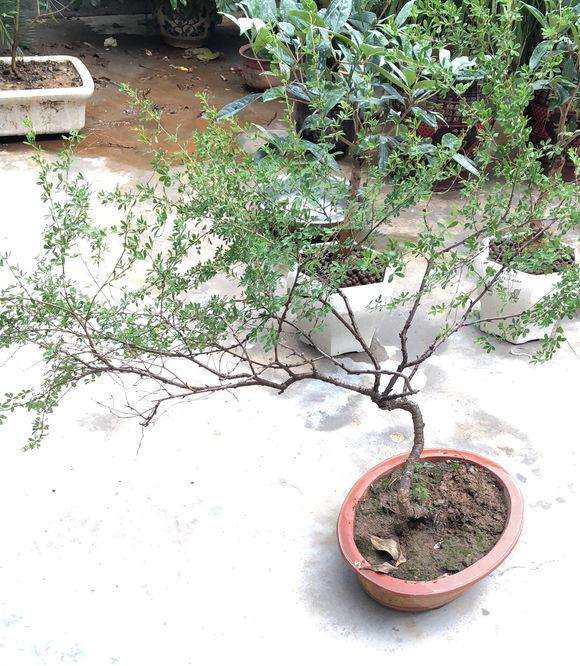 金雀下山桩疯长 什么时候修剪 最好