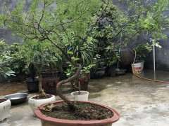 金雀下山桩疯长 什么时候修剪 最好