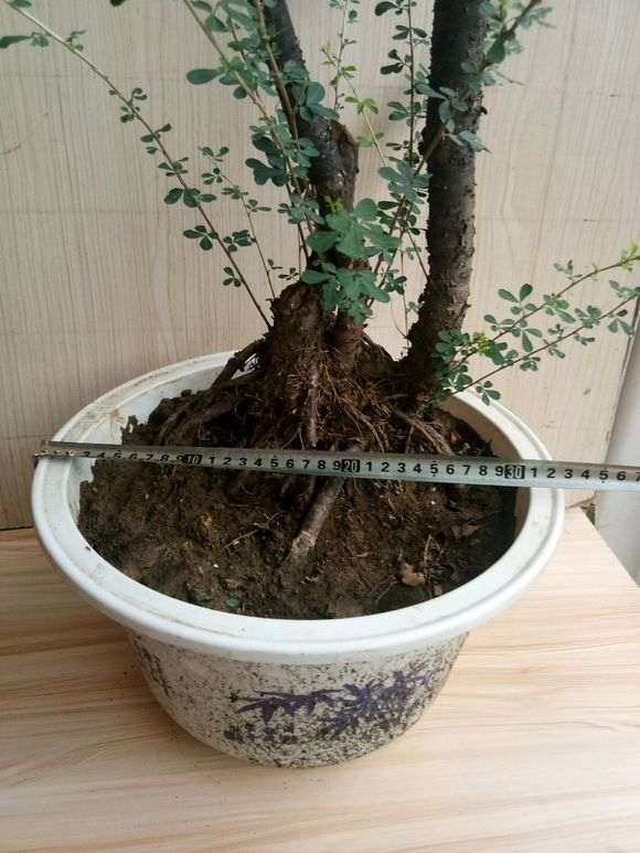 潍坊哪里有野生金雀下山桩资源 图片