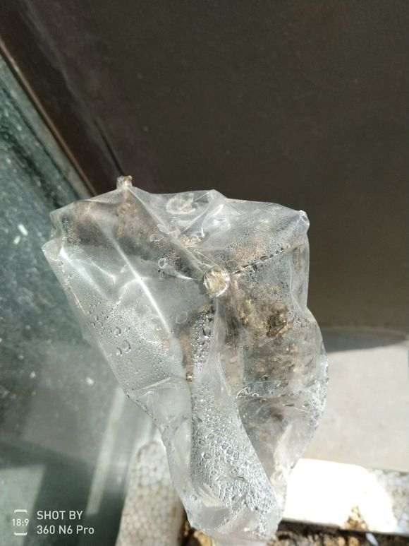 金雀下山桩老枝怎么扦插的方法 图片