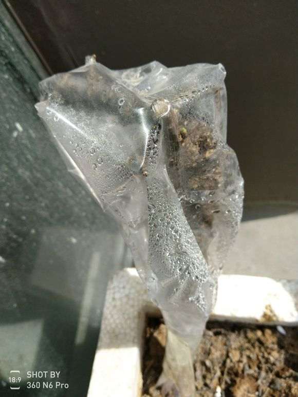 金雀下山桩老枝怎么扦插的方法 图片