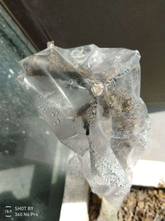 金雀下山桩老枝怎么扦插的方法 图片