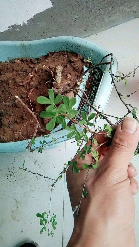 为什么金雀下山桩开的是紫花 图片