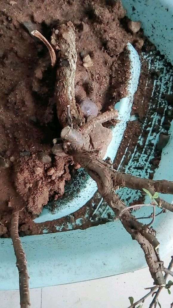 为什么金雀下山桩开的是紫花 图片