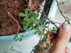 为什么金雀下山桩开的是紫花 图片