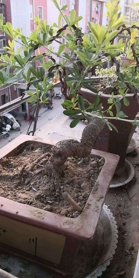 为什么金雀下山桩用黄土加沙土种 最好