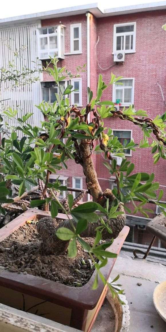 为什么金雀下山桩用黄土加沙土种 最好