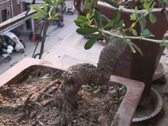 为什么金雀下山桩用黄土加沙土种 最好