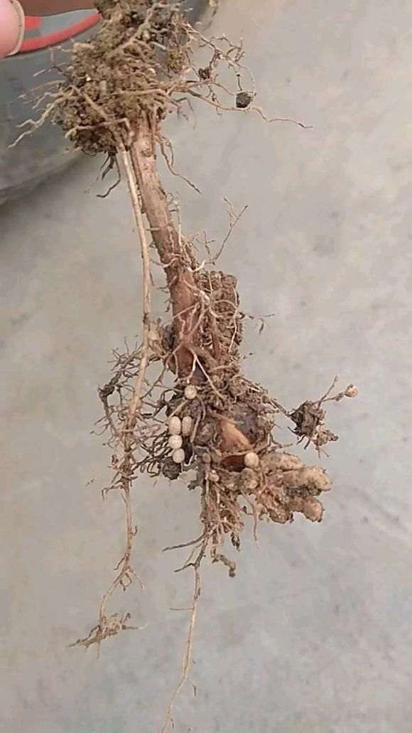 为什么金雀下山桩长根线虫 怎么办 图片