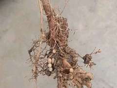 为什么金雀下山桩长根线虫 怎么办 图片