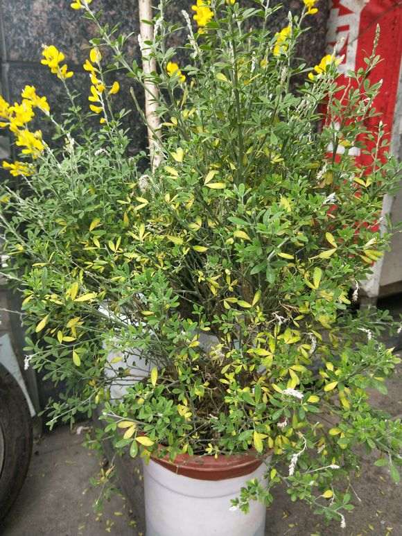 金雀下山桩黄叶子掉叶子 怎么办 图片