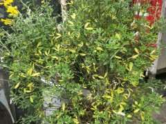 金雀下山桩黄叶子掉叶子 怎么办 图片