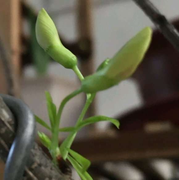 我的金雀下山桩快开花了 怎么样 图片