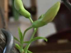 我的金雀下山桩快开花了 可以吗 图片