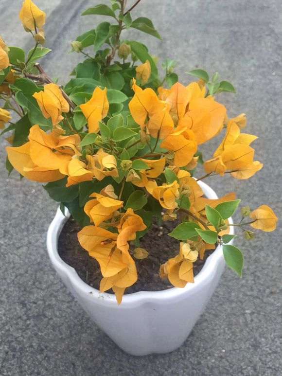 为什么金雀下山桩变色 怎么办 图片