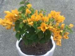 为什么金雀下山桩变色 怎么办 图片