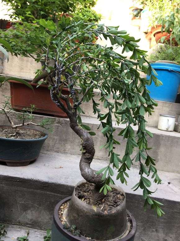 金雀下山桩怎么造型 想抓住风动盆景