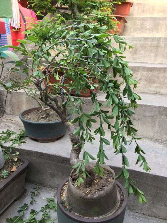 金雀下山桩怎么造型 想抓住风动盆景