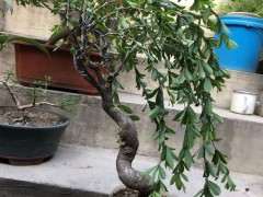 金雀下山桩怎么造型 想抓住风动盆景