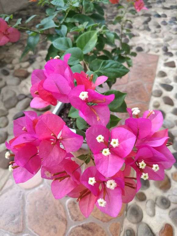 为什么金雀下山桩的色更正更亮 图片