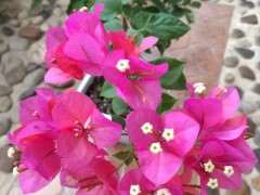 为什么金雀下山桩的色更正更亮 图片