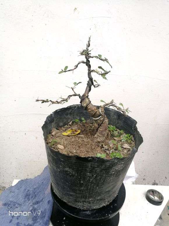 金雀下山桩几月份插最好 春季都行