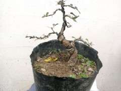 金雀下山桩几月份扦插最好 春季都行