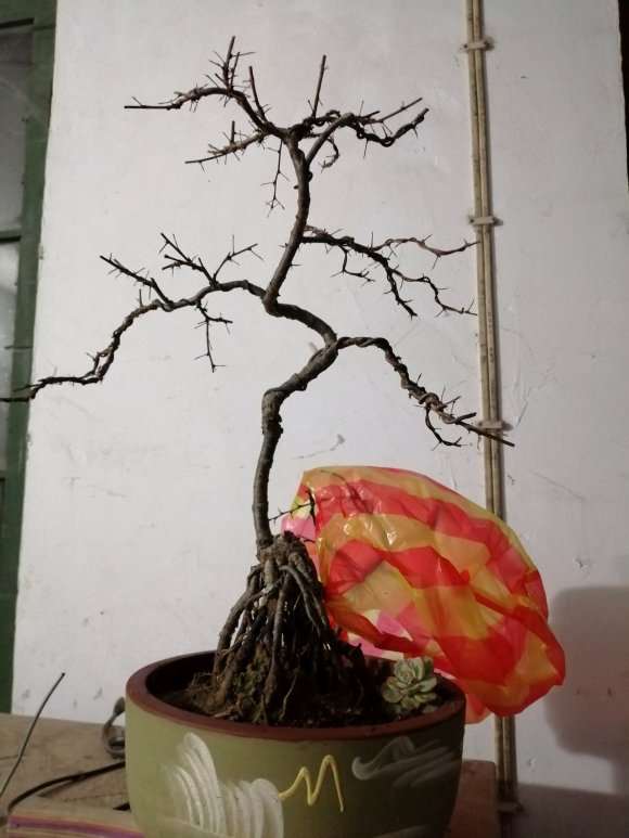 想高压一棵金雀下山桩 没有经验 怎么办