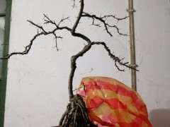 想高压一棵金雀下山桩 没有经验 怎么办