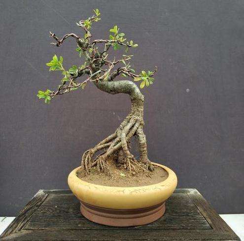 为什么室内阳台不能养金雀下山桩 图片