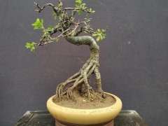 为什么室内阳台不能养金雀下山桩 图片