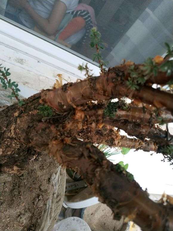 为什么金雀下山桩喜阳 晒不死 能阴死