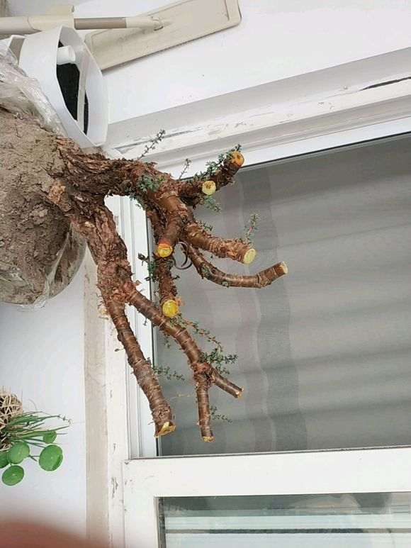 为什么金雀下山桩喜阳 晒不死 能阴死