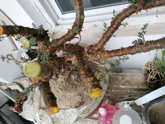 为什么金雀下山桩喜阳 晒不死 能阴死