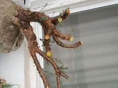 为什么金雀下山桩喜阳 晒不死 能阴死