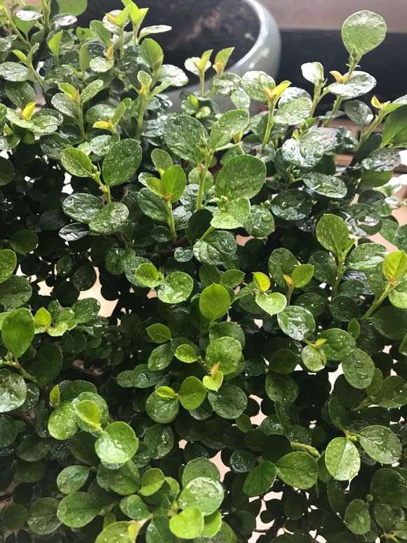 这是金雀梅 还是金雀下山桩 图片