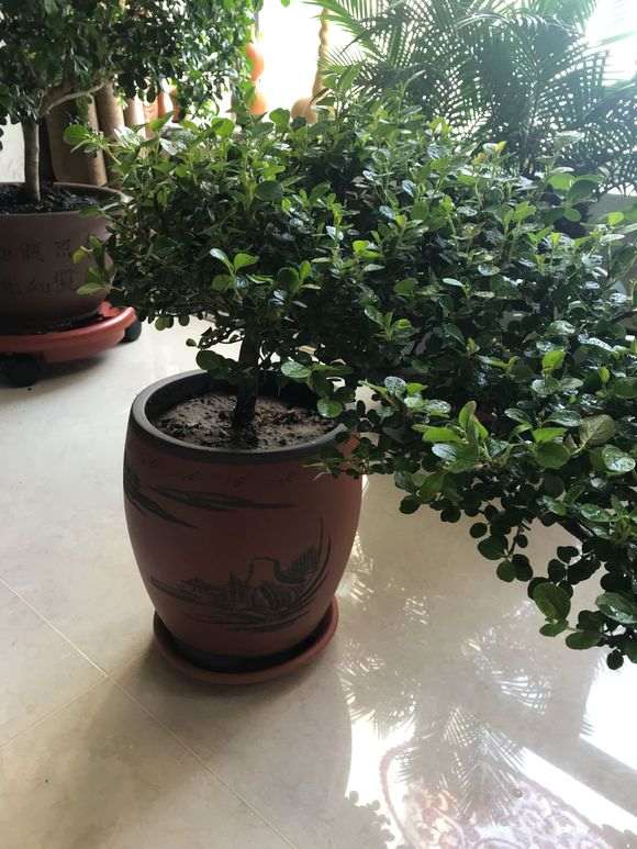 这是金雀梅 还是金雀下山桩 图片