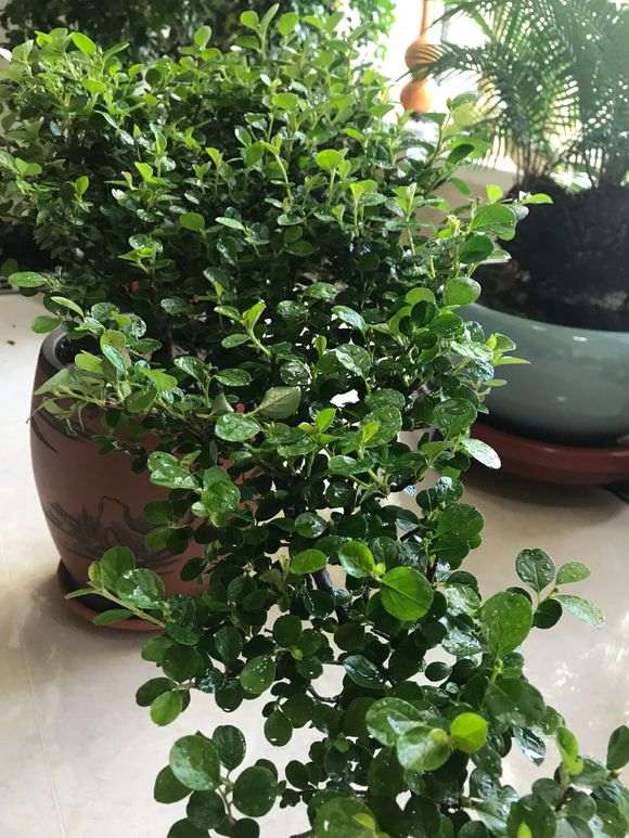 这是金雀梅 还是金雀下山桩 图片