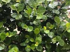 这是金雀梅 还是金雀下山桩 图片