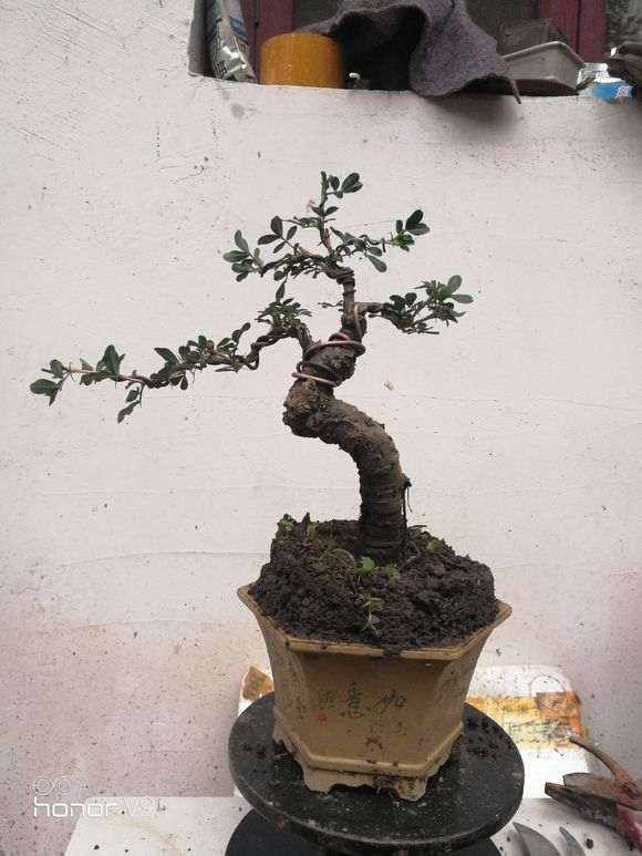 金雀下山桩怎么扦插造型的方法 图片