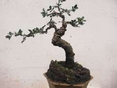 金雀下山桩怎么扦插造型的方法 图片