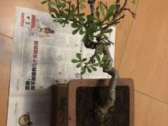 为什么金雀下山桩多晒太阳 没问题 图片