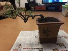 金雀下山桩 4月份能活吗 图片